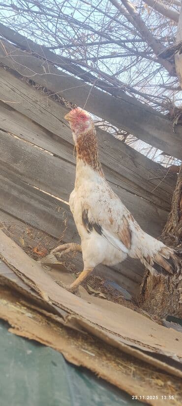 отдам даром охотничью собаку: Продаю | Куры | Бойцовая | Для разведения — 4