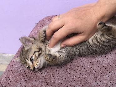 отдам котенка рэгдолл: Котята — домашние любимцы😻 - Породы/тип: Вислоушкидомашние — 3