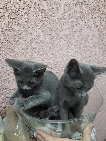 Продажа кошек: Кошка даром: Британская короткошёрстная, Мальчик — 5