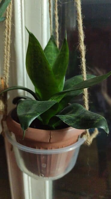 средства от блох: Алоэ Вера детки и алоэ столетник, для красоты, для лечения взрослые — 9