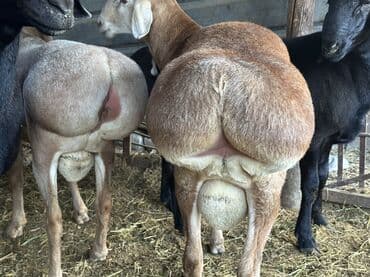 купить собаку доберман в бишкеке: Продаю | Баран (самец) | Арашан | Для разведения | Осеменитель — 5