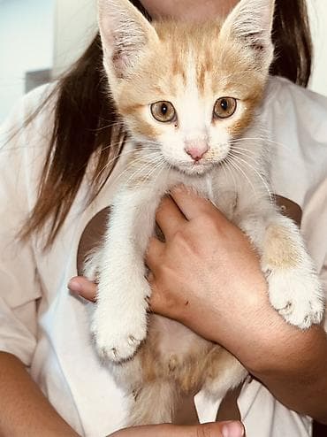 1 мальчик 2 котенка фулл: Беспородная, 2 месяца, Девочка, Рыжий, Приучена к лотку — 4