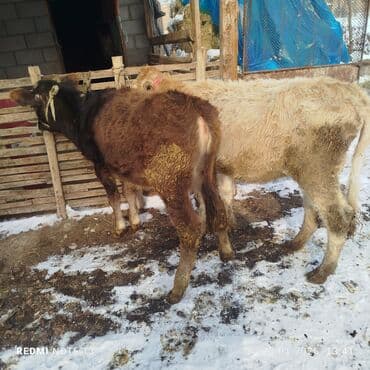 щегол птицы: Продаю | Тёлка | На откорм | Привязанные — 8