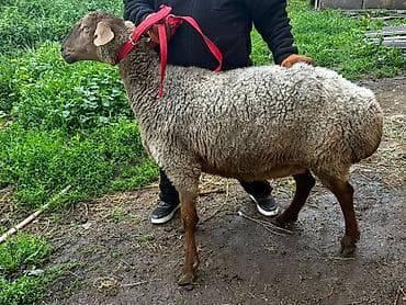 собака як: Продаю | Овца (самка) | Для разведения | Котные — 5