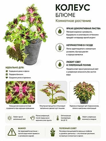 колеусы: Колеус Блюме — комнатное растение с яркой декоративной листвой — 1