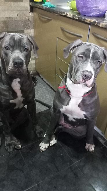 Другие животные: Продаем щенков кубинского питбультерьера, линейное разведение — 6