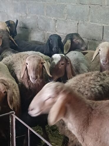 продажа домашних животных: Продаю | Овца (самка), Баран (самец) | Полукровка, Арашан | Для разведения | Племенные — 3