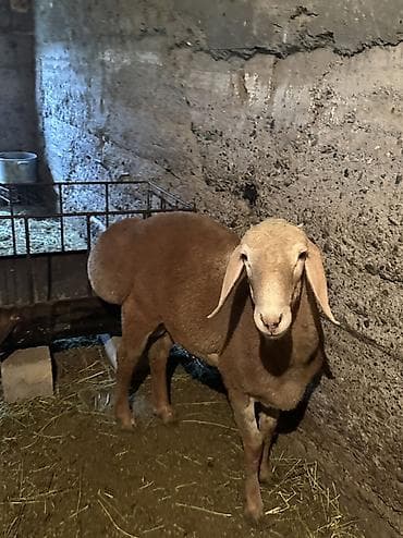 купить корову алатауской породы: Продаю | Ягненок | Арашан | На забой — 6