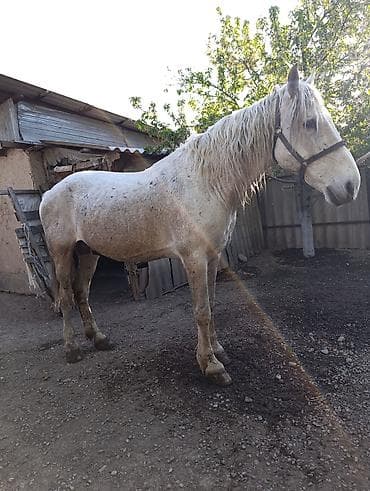 английский айгыр: Продаю | Жеребец | Рабочий — 1