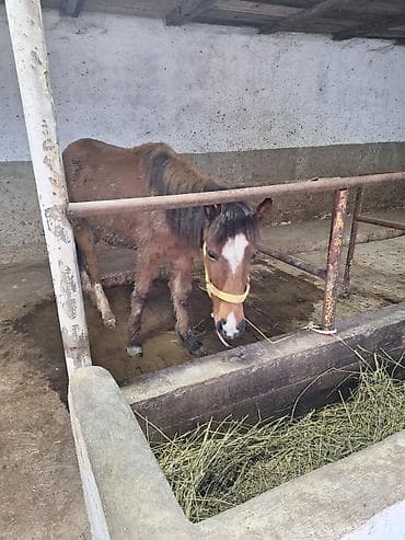 клевер белый: Продаю | Жеребенок | Для разведения — 1