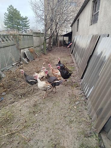 дикая кошка: Продаю | Индюшка (самка) | Для разведения | Племенные — 1