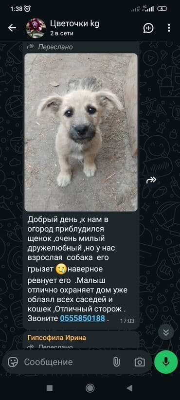 лабрадор собака: Собака даром: 2 месяца, Самка — 10
