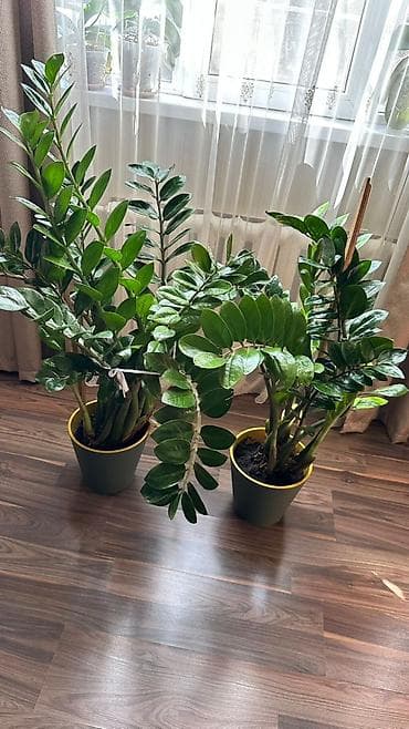 Бөлмө өсүмдүктөрү: Продаётся 2 замиокулькаса (долларовое дерево) 🌿 Редкий сорт - — 4