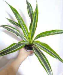 аихризон купить: РАСПРОДАЖА 🔥🔥🔥🔥 Продаю комнатные растения, цветы . РАСПРОДАЖА 🔥🔥🔥🔥 — 1