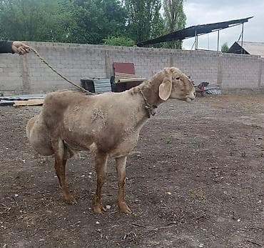 бараний жир: Продаю | Баран (самец) | Для разведения | Племенные — 2