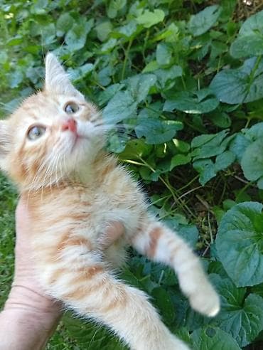 Кошки: Кошка даром: Беспородная, Мальчик, Приучена к лотку — 2