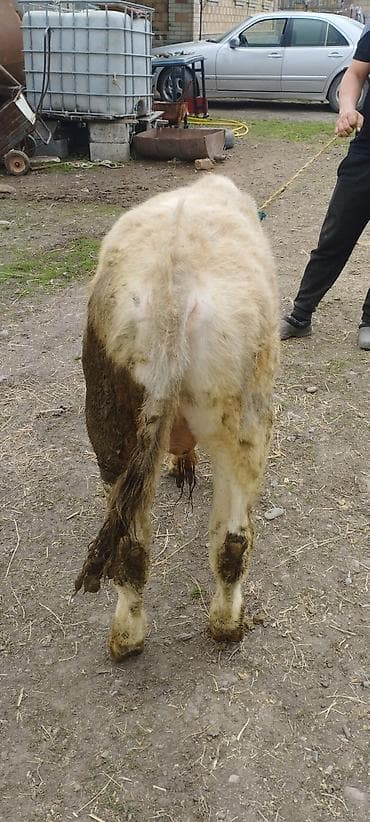 бычок швиц: Продаю | Бык (самец) | Полукровка | На откорм | Привязанные — 8