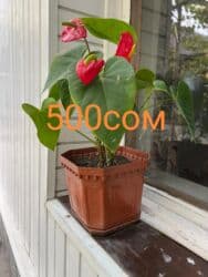 туалетный столик с подсветкой бишкек: Комнатные цветы по оптовым ценам — 1