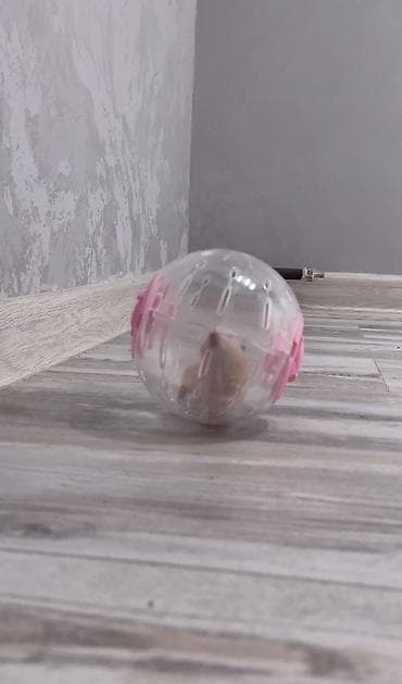 ручная крыса: Срочно продаю хомячка🎀 Уезжаю за границу через 4 дня,поэтому нужно — 4