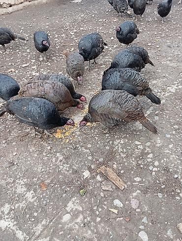 Другие животные: Продаю индушка чёрный Принс 3000 сом город Токмок — 1