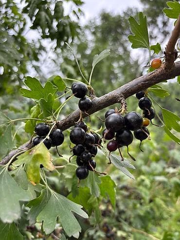 Вишня: Смородина В розницу, Самовывоз, Платная доставка — 4