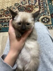 домик для кот: Котята ищут любящую семью и заботливые руки.Только в ответственные — 6