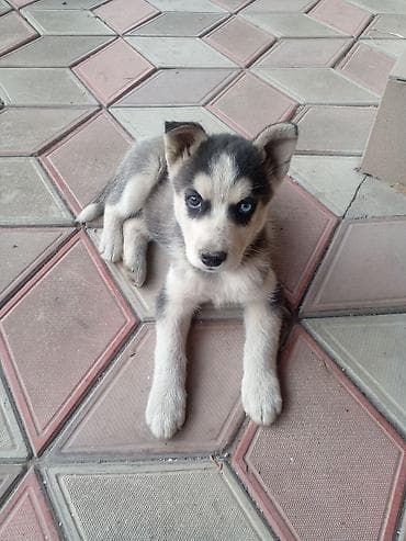 купить тайгана в бишкеке: Хаски, 2 месяца, Самец, С прививкой — 2