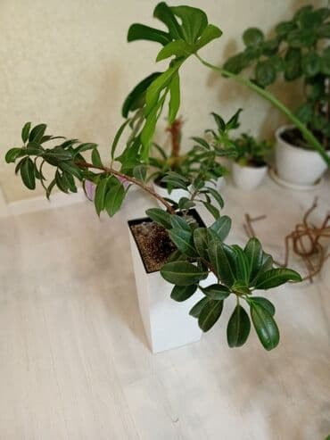 мицелий грибов: Комнатное растение: монстера делициоза в горшке - Крупные рассечённые — 1