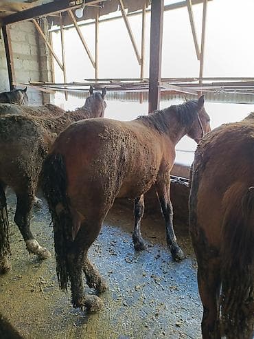 алабай: фото щенки: Продаю | Жеребец | Рабочий — 8