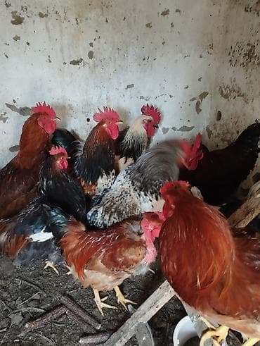 Ветеринар кызматы: Продаются Петухи Один 1000 сом — 4