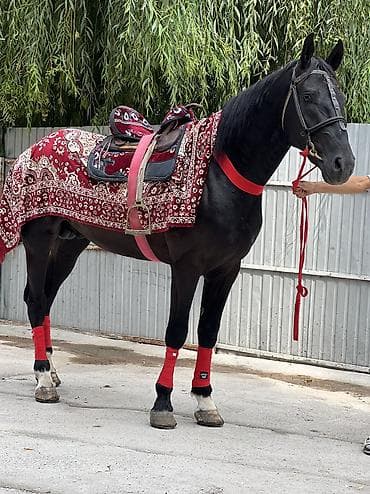 кунан байтал: Продаю | Конь (самец), Жеребец, Жеребенок | Для разведения, Рабочий, Конный спорт — 2