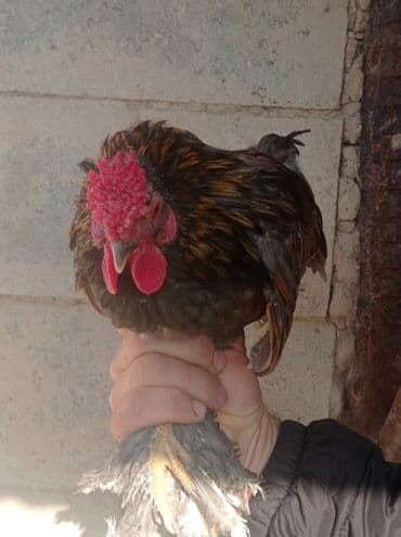 наполнители для кошек: Декоративные петушки 2 шт — 1