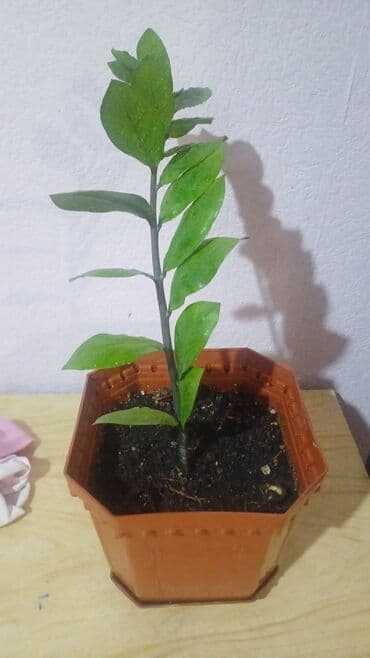 продам рассаду помидор: Продается — 1