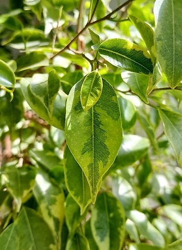 фикус цветок: ФИКУС Продаю ФИКУСЫ В каждом стаканчике по 5 веточек: хорошо — 5