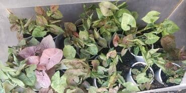 фитолампы для растений: Черенки цветка — 7