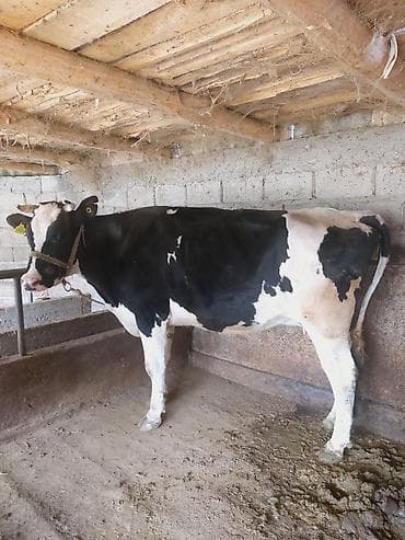 бир: Сатам | Уй (ургаачы) | Голштин | Сүт алуу үчүн | Байланган — 3