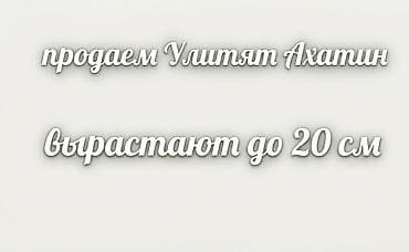 мох для улиток: Идеальный питомец для занятых людей — Гигантские улитки Ахатины! 🐌✨ — 2