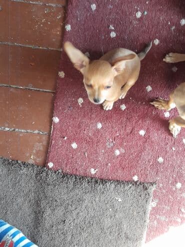 кавказ собака: Чихуахуа, 2 айлык, Ургаачы — 1