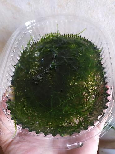 купить живых раков: Яванский мох - порция на фото - Классическое неприхотливое — 2