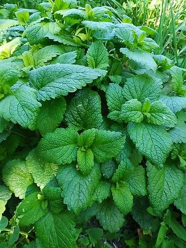 Уход и хранение одежды: Мелисса Многолетник — 1