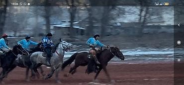 форель токмок: Сатам | Жылкы (эркек) — 4