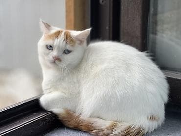 домашний животные: Кошка скоттиш страйт взрослая короткошёрстная с голубыми глазами — 3