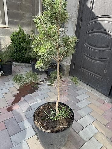 горшки для саженцев: Крымская сосна,обыкновенная сосна в горшках — 7