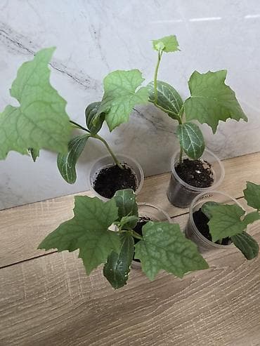 нижний джал: Люффа — 1