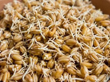 фасоль каскыч: Пророщенная пшеница продаю 1контейнер 400гр 200сом ещё есть — 2