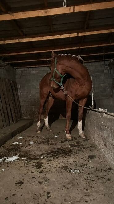 сколько стоит кролик домашний: Сатам | Жылкы (эркек) | Жумушка — 6