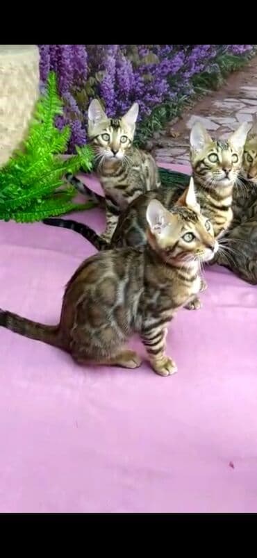 новорожденные котята: Бенгальские котята Проф.Питомник Бен Гла Мур предлагает.чудесных — 18