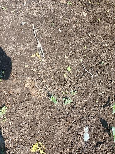 кукуруза местная: Перепревший органический навоз/компост для огорода и сада Описание: - — 3