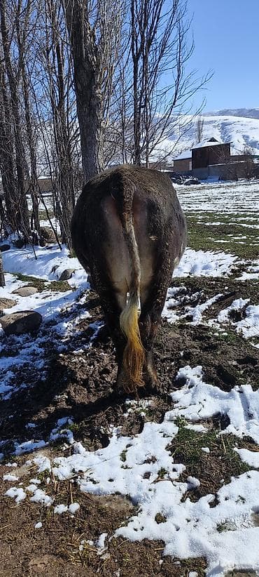 телочки бычки: Продаю | Тёлка | Швицкая | Для молока | Искусственник — 3