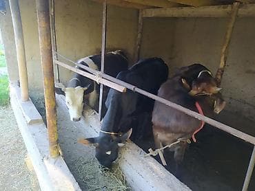 индоутка цыплята: Продаю | Музоо, торпок | Полукровка | На откорм | Привязанные — 3